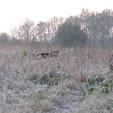 Foto van liesbeth,Turbo,Luna, Levi en Faith