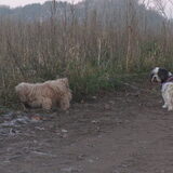 Foto van liesbeth,Turbo,Luna, Levi en Faith