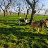 Bruno, Storm en Kiwi
