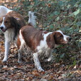 Even snuffelen met scottie