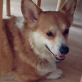 Buddy (rip) Mijn Welsh Corgi die al 5 bazen had versleten. Zeer…