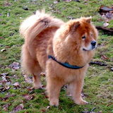 Schat van een Chow die een absolute voorkeur voor mannen had m.a.w. ik…