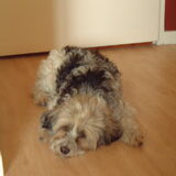 Poets (rip) Een Tibetaanse Terrier die ik overnam van mijn buurvrouw…