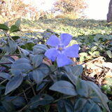 Bloemetje in het warme November.