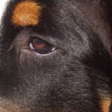 oog