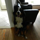 knappe kerel