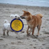 Kenai aan zee