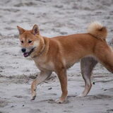 Kenai aan zee