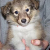 Max als pup