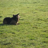 Foto van liesbeth,Turbo,Luna, Levi en Faith