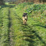Foto van liesbeth,Turbo,Luna, Levi en Faith