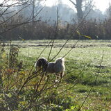 Foto van liesbeth,Turbo,Luna, Levi en Faith
