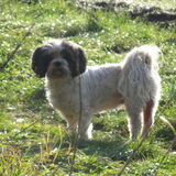 Foto van liesbeth,Turbo,Luna, Levi en Faith