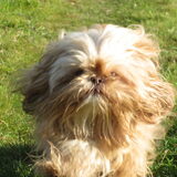 Foto van liesbeth,Turbo,Luna, Levi en Faith