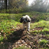 Foto van liesbeth,Turbo,Luna, Levi en Faith