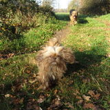 Foto van liesbeth,Turbo,Luna, Levi en Faith