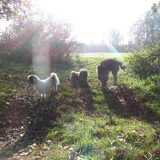 Foto van liesbeth,Turbo,Luna, Levi en Faith