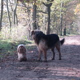 Foto van liesbeth,Turbo,Luna, Levi en Faith