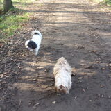 Foto van liesbeth,Turbo,Luna, Levi en Faith