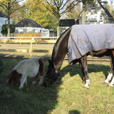 Foto van liesbeth,Turbo,Luna, Levi en Faith