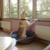 Sunny is aan het staren