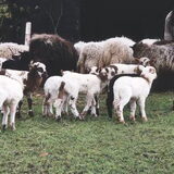 Toen er nog een kudde schapen was...........