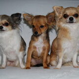 Onze drie meiden..