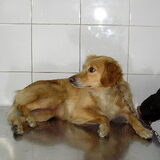 Foto van Muis,Vera, Papadopoulos, Odette, Annabelle en Ciska (Terra+, Dinky+, Saltarin+, Sam+, Zara+, Paco+)