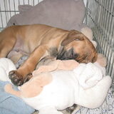 Banderas met z'n knuffels als puppy