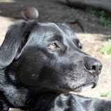 Dit is onze Bodhi, onze eerste hond. In huis een relaxte hond, maar in…