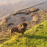 Dit is onze Babs..lekker in en rond het water..en ja het is echt een…