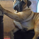 Lola naast me in de stoel