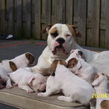 Papa met zijn kroost aan het zonnen in de tuin