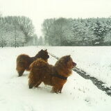 Met Biebe in de sneeuw (lelystad anno 2001)