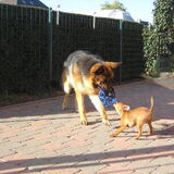 Jeda & Joya