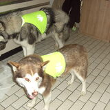 Foto van Plucheke007