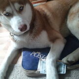 husky kluis