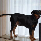 Foto van Duitse Pinscher