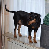 Foto van Duitse Pinscher