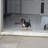 Chico net geariveerd, 9 weken oud!