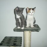 onze nieuwe aanwinsten, Gizmo links en Nala rechts