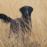 Foto van Simone, Quint en Bo