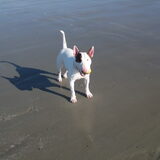 Kleine Bink lekker op het strand