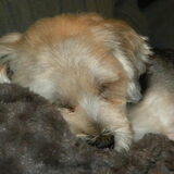 Foto van Melissa, Dempsey, Taiko, Minos & *Nina*
