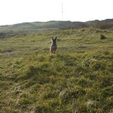 Josje in de duinen