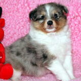 Foto van *~-Sammy-Ft -Jady- Ft -Bailey-~*