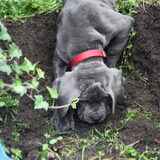 bacchus op ontdekking