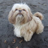 Foto van liesbeth,Turbo,Luna, Levi en Faith