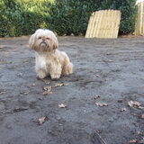 Foto van liesbeth,Turbo,Luna, Levi en Faith
