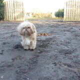 Foto van liesbeth,Turbo,Luna, Levi en Faith